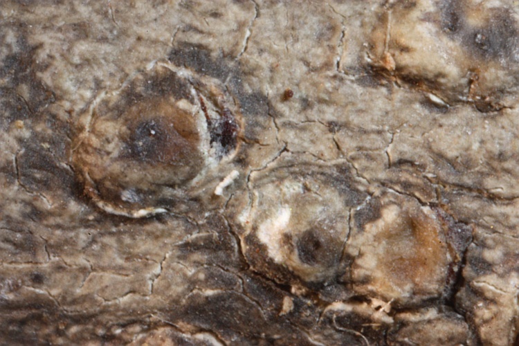 Pertusaria platycarpiza from Formosa [Taiwan] type (Zahlbruckner)