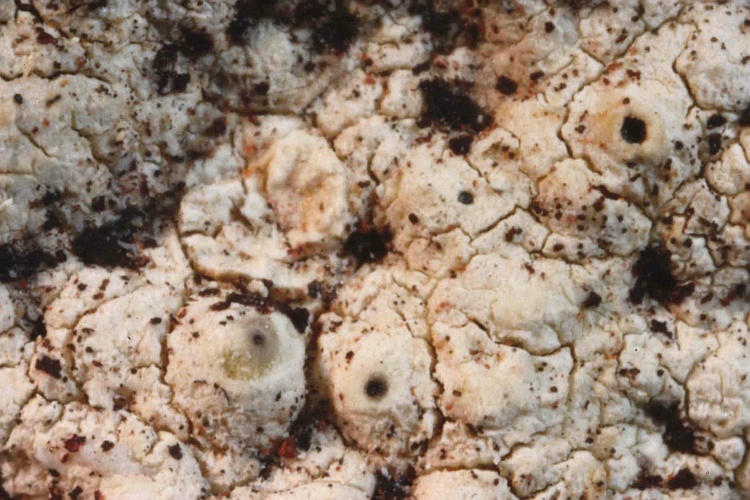 Pertusaria praetervisa var. expallens from West Indies type (Vainio)