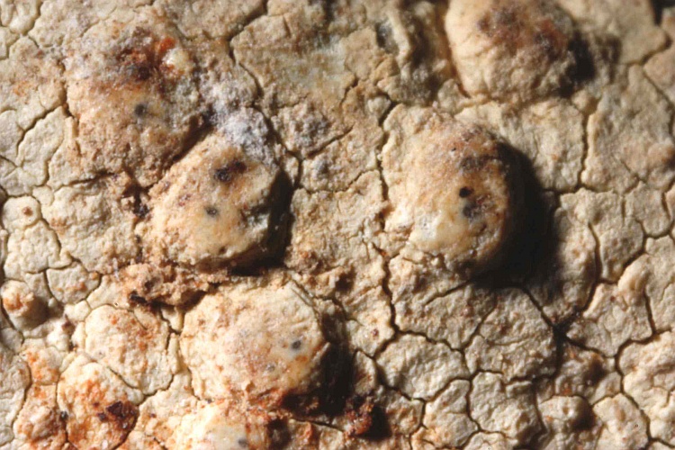 Pertusaria praetervisa var. pileolata from West Indies type (Vainio)