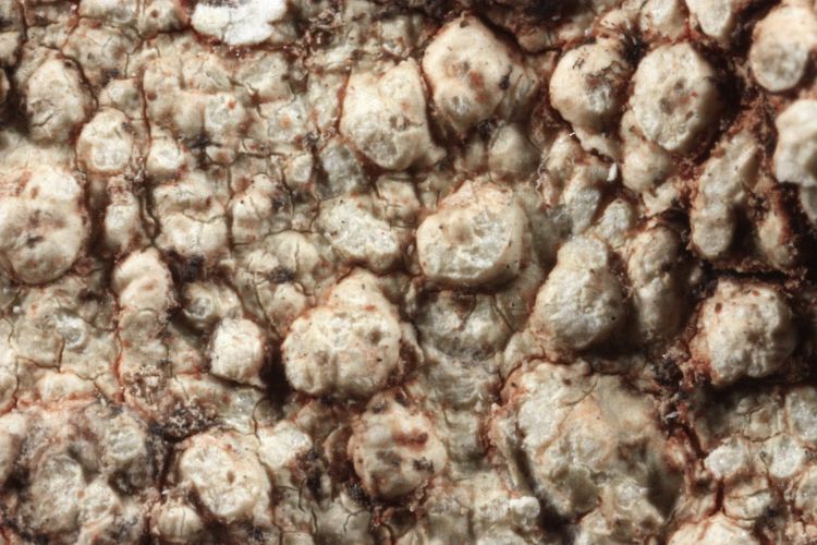 Pertusaria quadraginta from Australia holotype