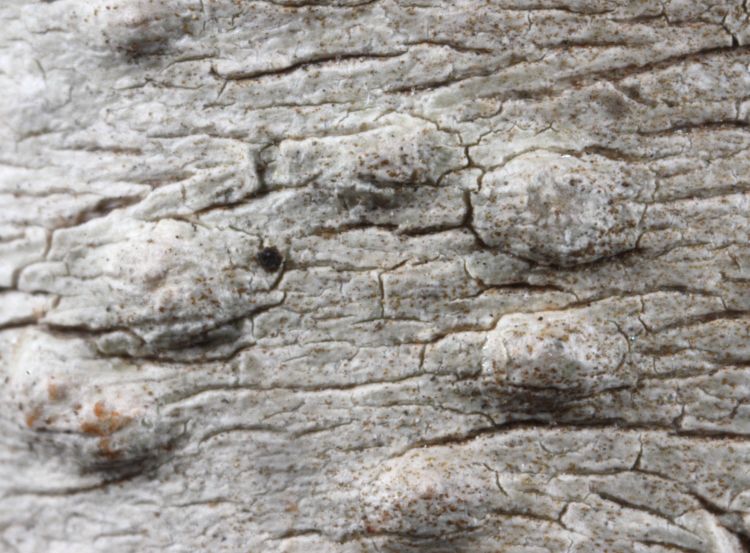 Pertusaria queenslandica from Australia holotype