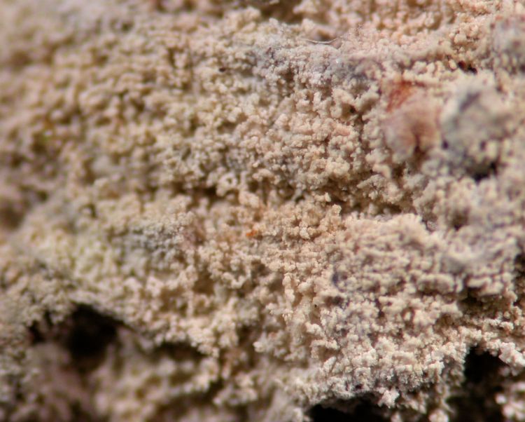 Pertusaria roseola from Australia holotype