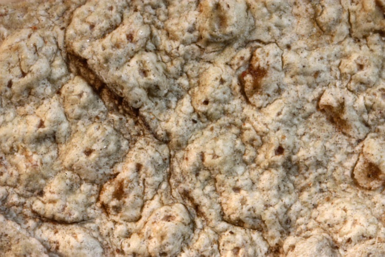 Pertusaria simplicata from West Indies type (Vainio)