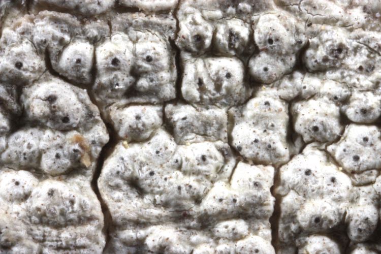 Pertusaria stenospora from Australia holotype