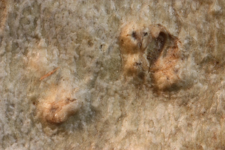 Pertusaria stenostoma from Japan type (Vainio)