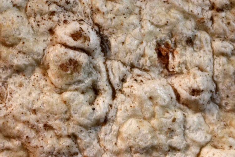 Pertusaria stramineocarnea from West Indies type (Vainio)