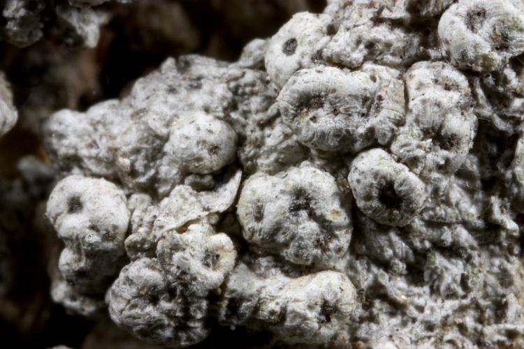 Pertusaria streimannii from Papua New Guinea herb. CANB, holotype