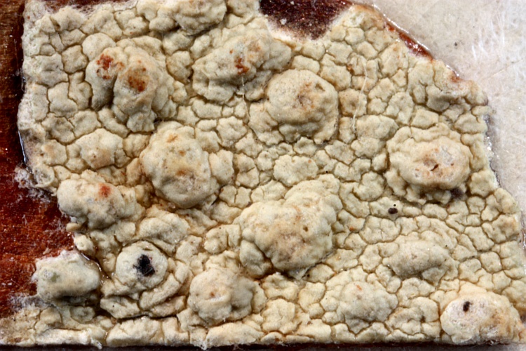 Pertusaria subareolata from Uganda type (Müller Argoviensis)