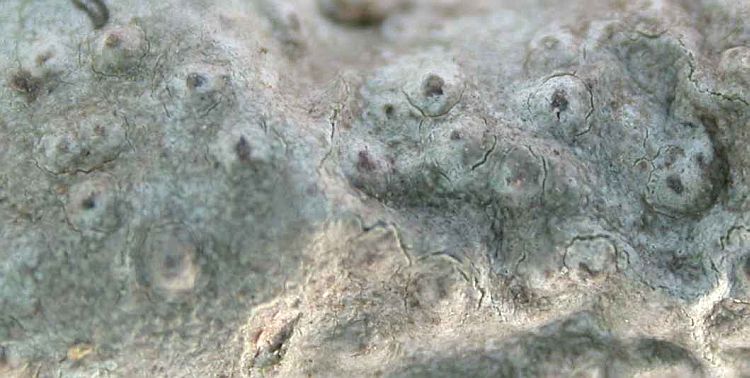 Pertusaria subochracea from China, Yunnan (ABL)