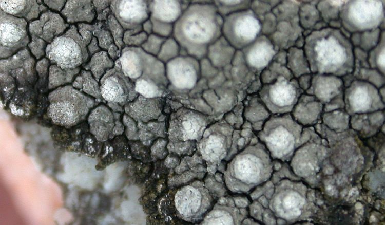 Pertusaria subventosa from Hong Kong (ABL)