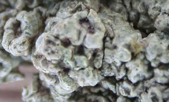 Pertusaria tetrathalamia from Taiwan (ABL)