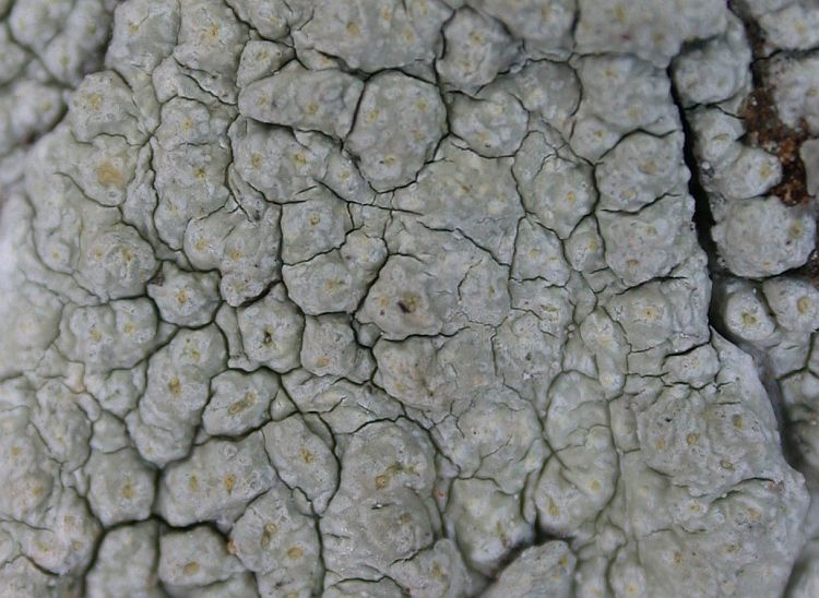 Pertusaria texana from Ecuador, Galápagos 