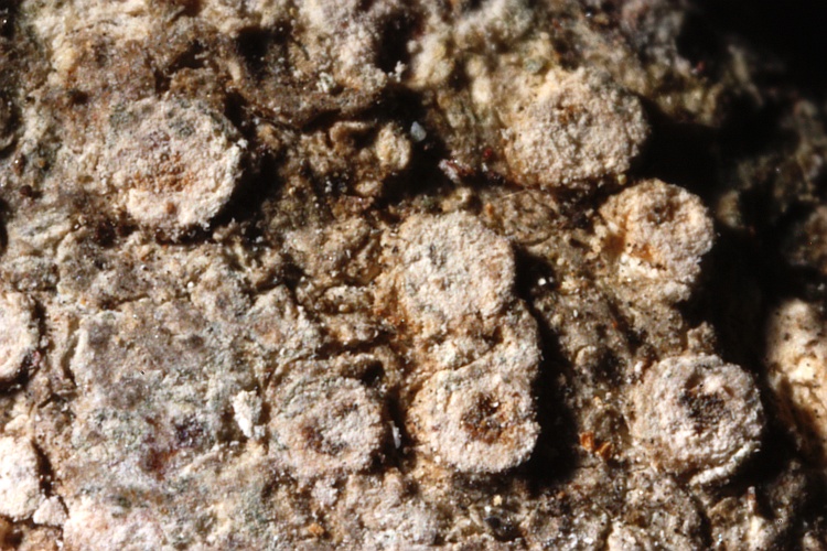 Pertusaria velata var. leibmannii from Mexico type (Vainio)