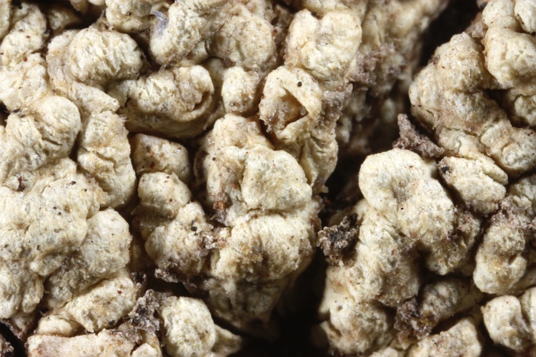 Pertusaria xanthonaria from Australia type