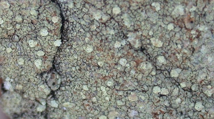 Pertusaria xanthoplaca from Taiwan (ABL)