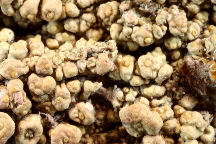 Pertusaria xanthothelia from Uganda type (Müller Argoviensis)