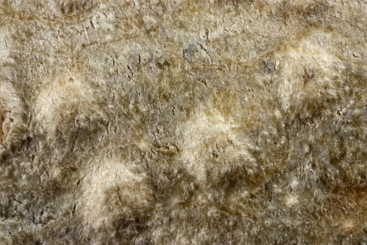 Pertusaria xenismota from Australia type