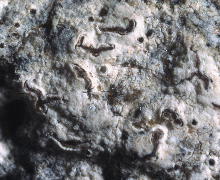 Roccellographa circumscripta from Lord Howe Island J.A. Elix 42291 (CANB)