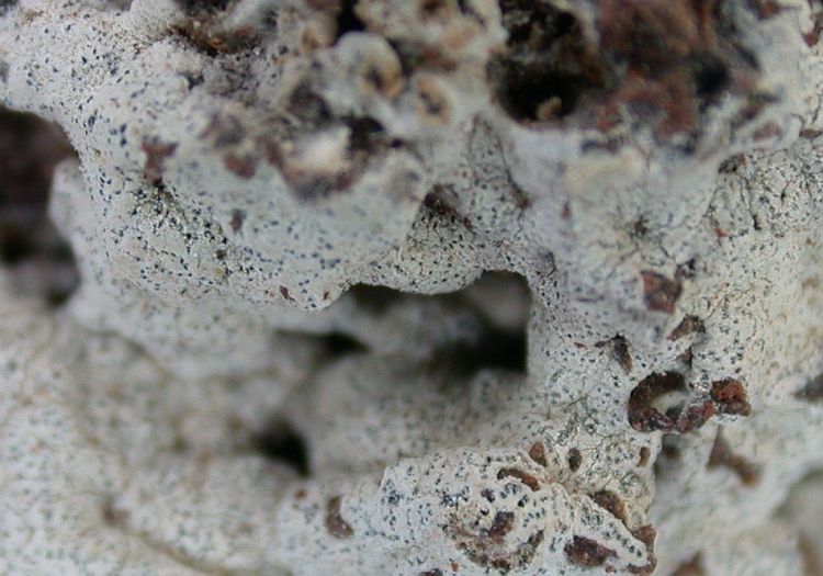 Roccellographa circumscripta from Ecuador, Galápagos 