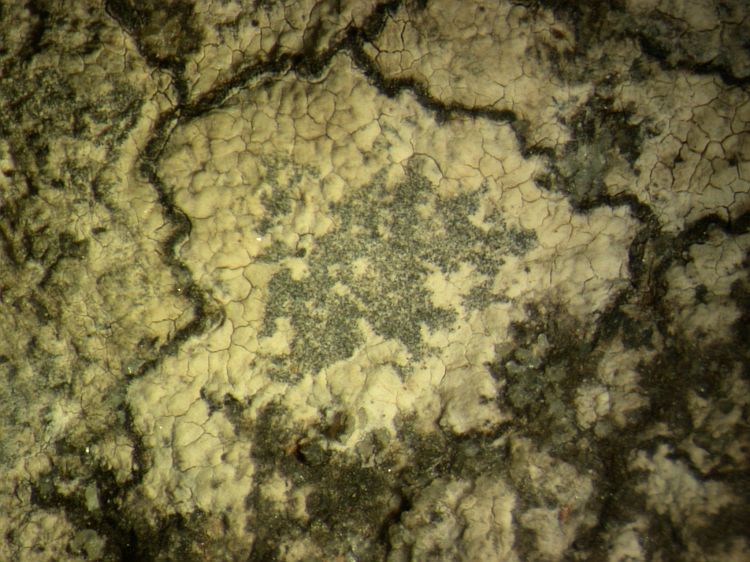 Roccellographa sorediata from Great Britain 