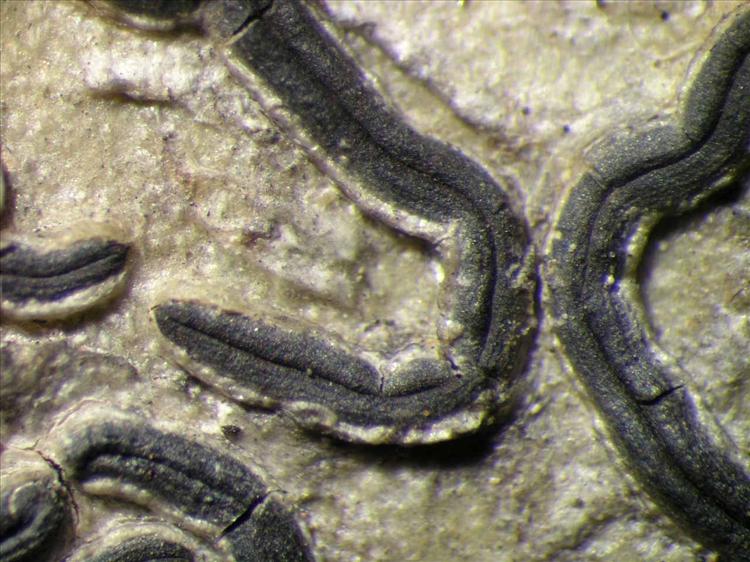 Phaeographina prosiliens from Singapore Habitus. leg. Sipman 46155. Image width = 4 mm.