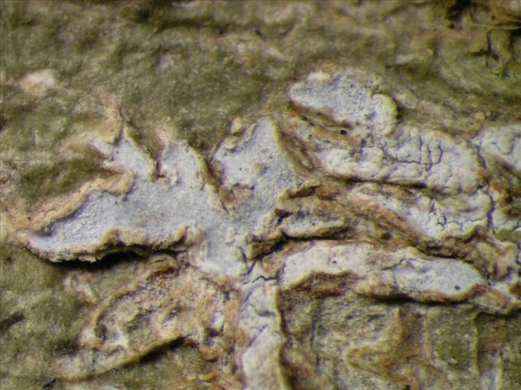 Phaeographis caesioradians from Singapore Habitus. leg. Sipman 46038. Image width = 4 mm.