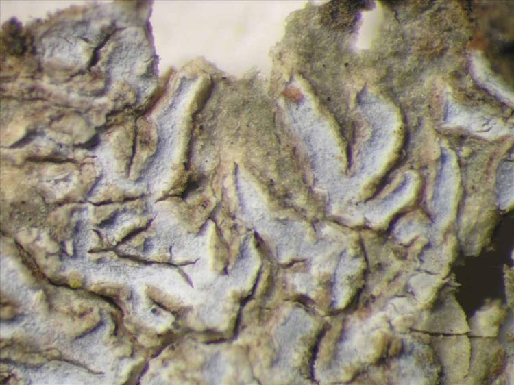 Phaeographis caesioradians from Singapore Habitus. leg. Sipman 45597. Image width = 4 mm.