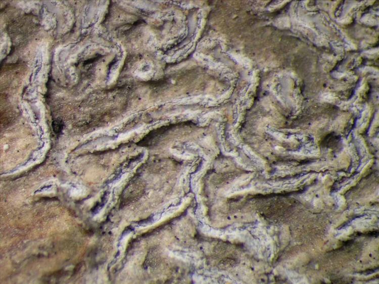 Phaeographis caesioradians from Singapore Habitus. leg. Sipman 46269. Image width = 4 mm.