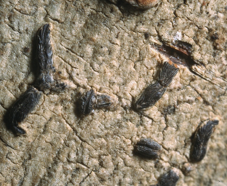 Phaeographis campetes from Sarawak Graphis campetes Kremp. lectotype (M)