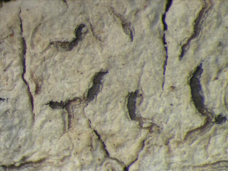 Phaeographis dendritica from Netherlands Antilles, Saba Habitus. leg. Sipman  54774. Image width = 4 mm.
