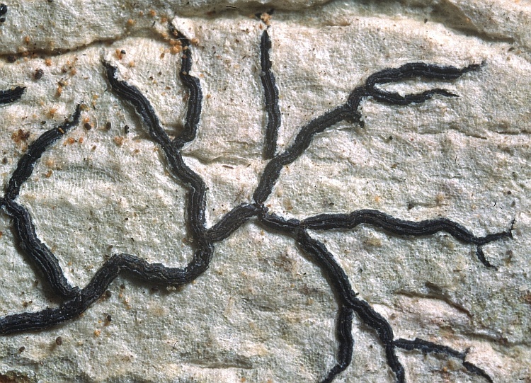 Phaeographis dendroides from Sri Lanka Platygrapha dendroides Leight. (BM)
