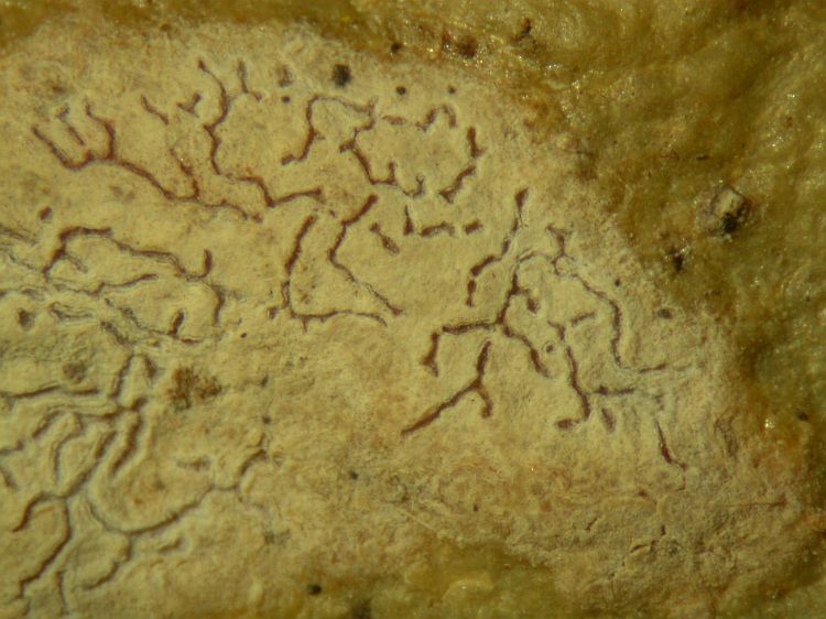 Phaeographis elmeri from Solomon Islands type of Sclerophyton maculatum