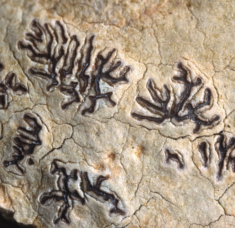 Phaeographis eludens from Australia Gymnographa medusulina Müll. Arg. (G) holotype