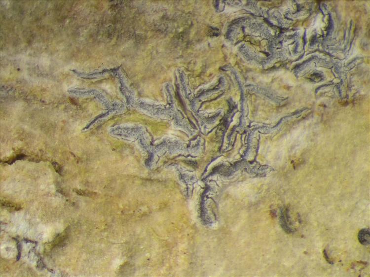 Phaeographis intricans from Netherlands Antilles, Saba Habitus. leg. Sipman  54940. Image width = 4 mm.