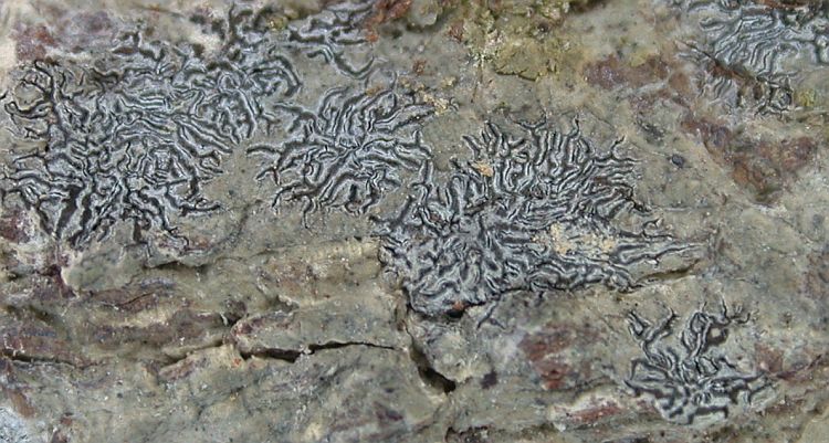 Phaeographis neotricosa from Hong Kong (ABL)