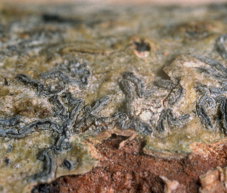 Phaeographis overeemii from Indonesia Phaeographis overeemii Zahlbr. (W) holotype