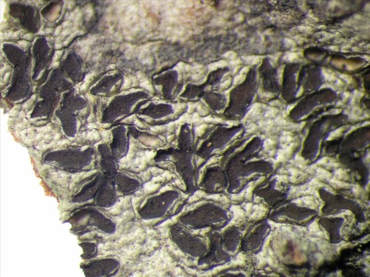Phaeographis punctiformis var. nylanderi from Singapore Habitus. leg. Sipman 46050. Image width = 4 mm.