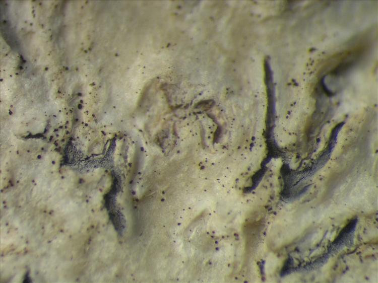 Phaeographis scalpturata from Netherlands Antilles, Saba Habitus. leg. Sipman  54955. Image width = 4 mm.