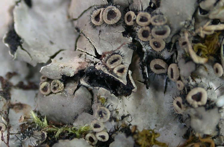 Phaeophyscia primaria from Taiwan (ABL)