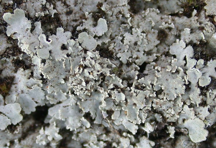 Phaeophyscia squarrosa from China, Yunnan (ABL)