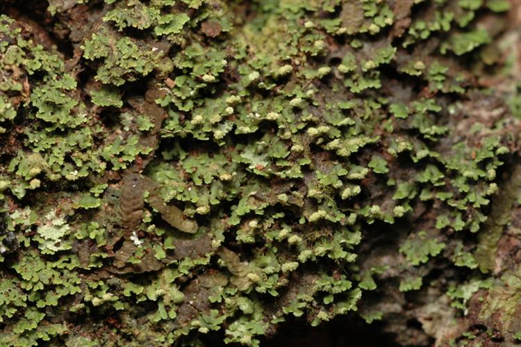 Phyllopsora brakoae from Peru, Loreto Specimen O-L144623