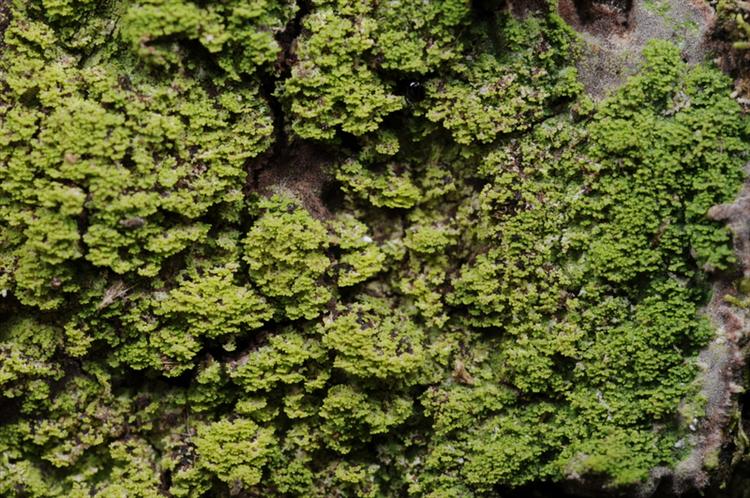 Phyllopsora chlorophaea from Trinidad and Tobago, Tobago Parish of  St John Specimen O-L152162