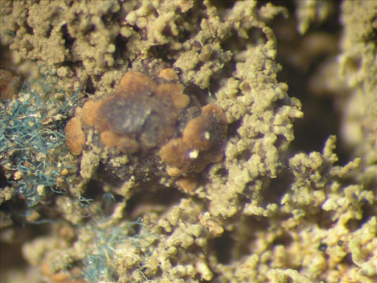 Phyllopsora corallina var. corallina from Netherlands Antilles, Sint  Eustatius Habitus. leg. Sipman  14953. Image width = 4 mm.