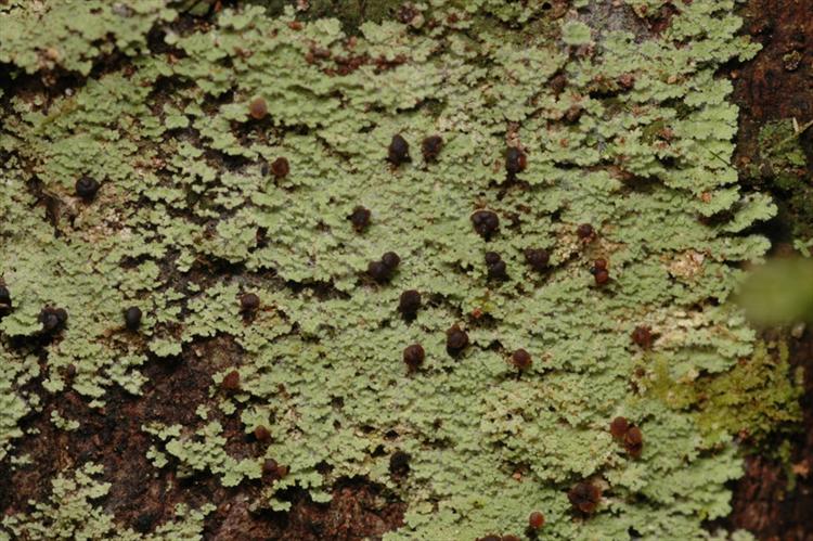 Phyllopsora cuyabensis from Peru, Loreto Specimen O-L144620