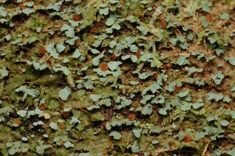 Phyllopsora glaucescens from Peru, Loreto Specimen O-L144827