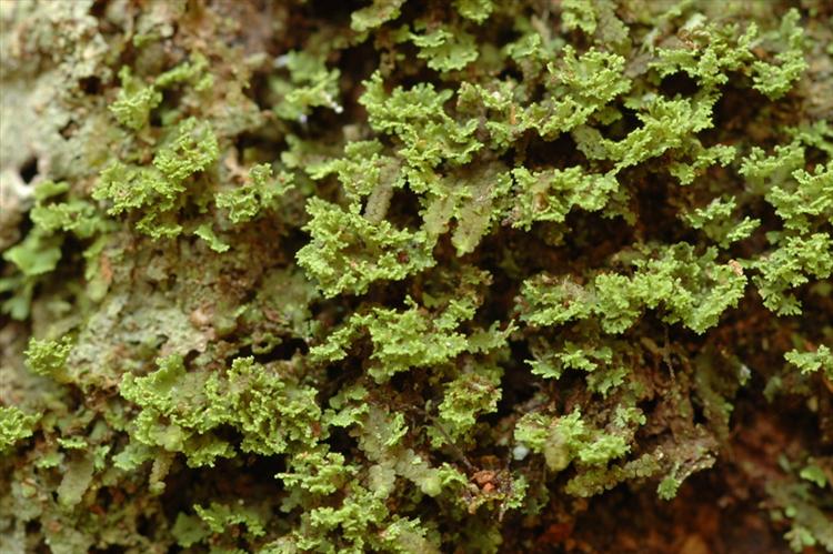 Phyllopsora lacerata from Peru, Loreto Specimen O-L144751