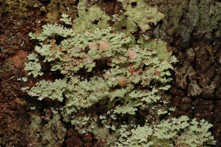 Phyllopsora leucophyllina from Peru, Loreto Specimen O-L144796