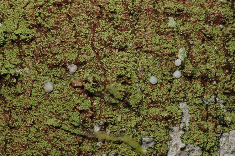 Phyllopsora lividocarpa from Peru, Loreto Specimen O-L144729