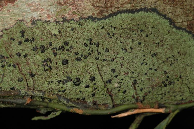 Phyllopsora nigrocincta from Peru, Loreto Specimen O-L144689