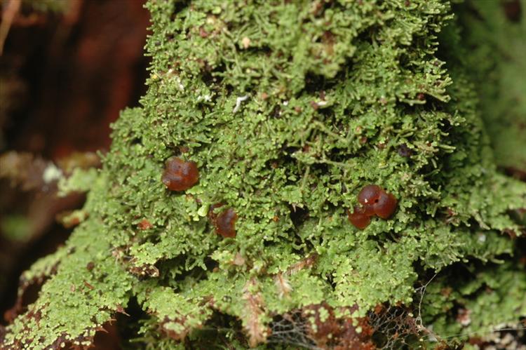 Phyllopsora ochroxantha from Peru, Loreto Specimen O-L144702